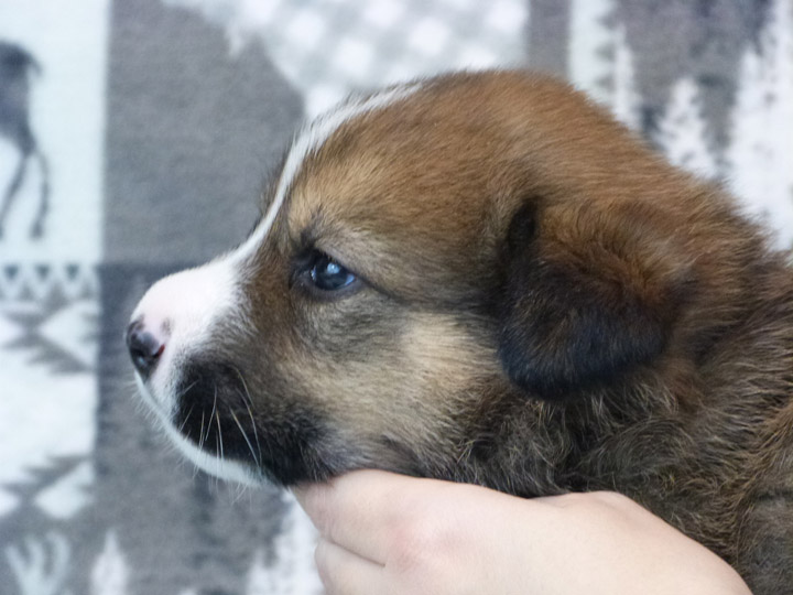 chinook puppy